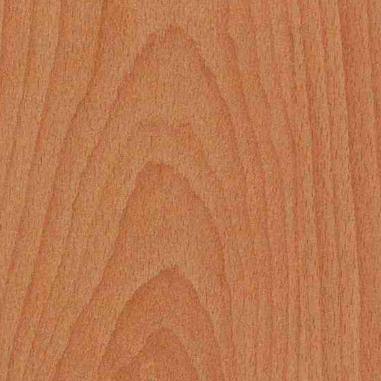 Бук карпатский